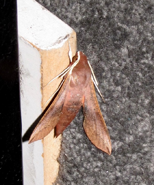 Falena australiana:  Hippotion cfr. scrofa (Sphingidae)